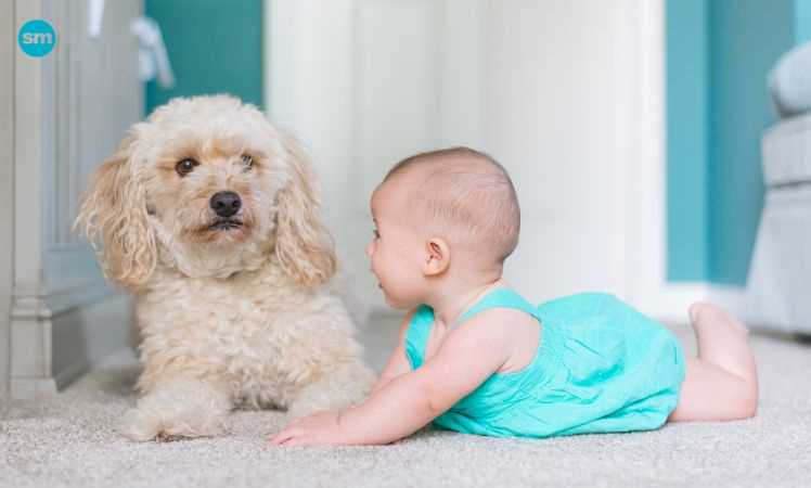 Can Raising Puppies Around Your Kids Cause Complications